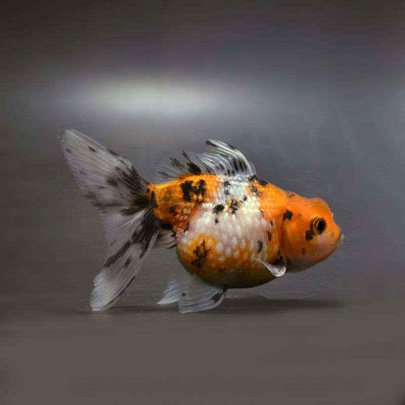 【金魚王子】キャリコ浜錦 8.5±1cm前後 (個体番号:cde705) 金魚 きんぎょ 生体 パールスケール 厳選個体