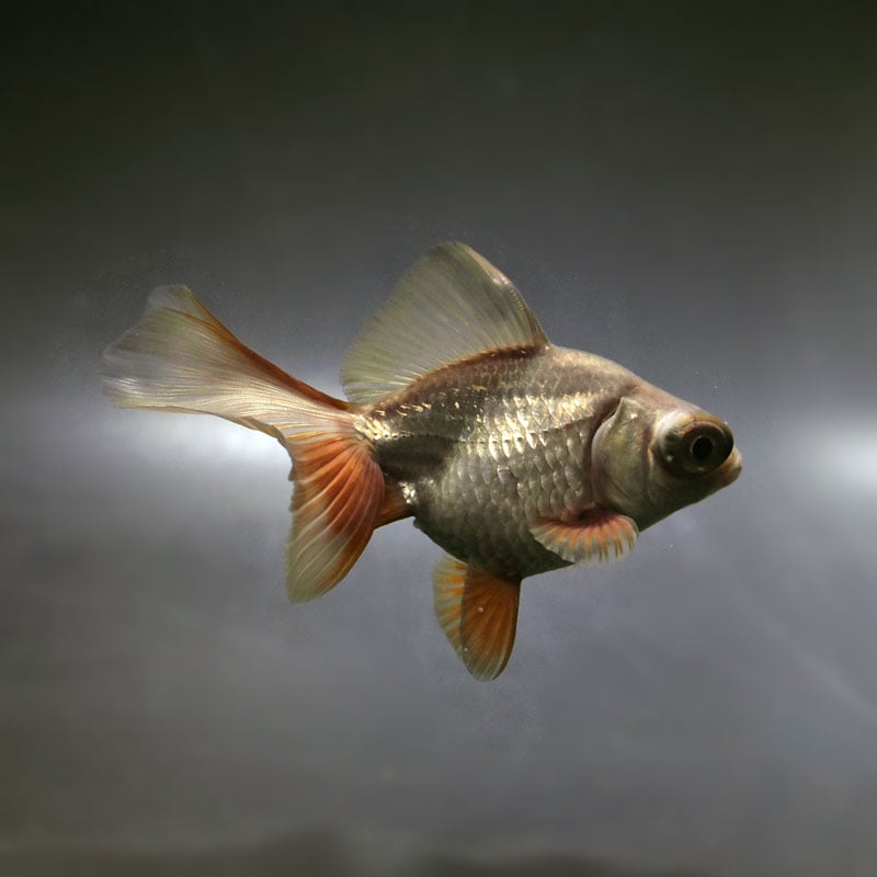 【金魚王子】メノウ蝶尾 9±1cm前後 (個体番号:cde711) 金魚 きんぎょ 生体 蝶尾 厳選個体