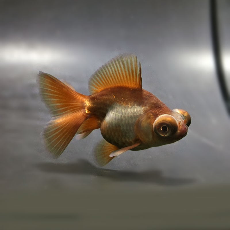 【金魚王子】メノウ蝶尾 9±1cm前後 (個体番号:cde712) 金魚 きんぎょ 生体 蝶尾 厳選個体