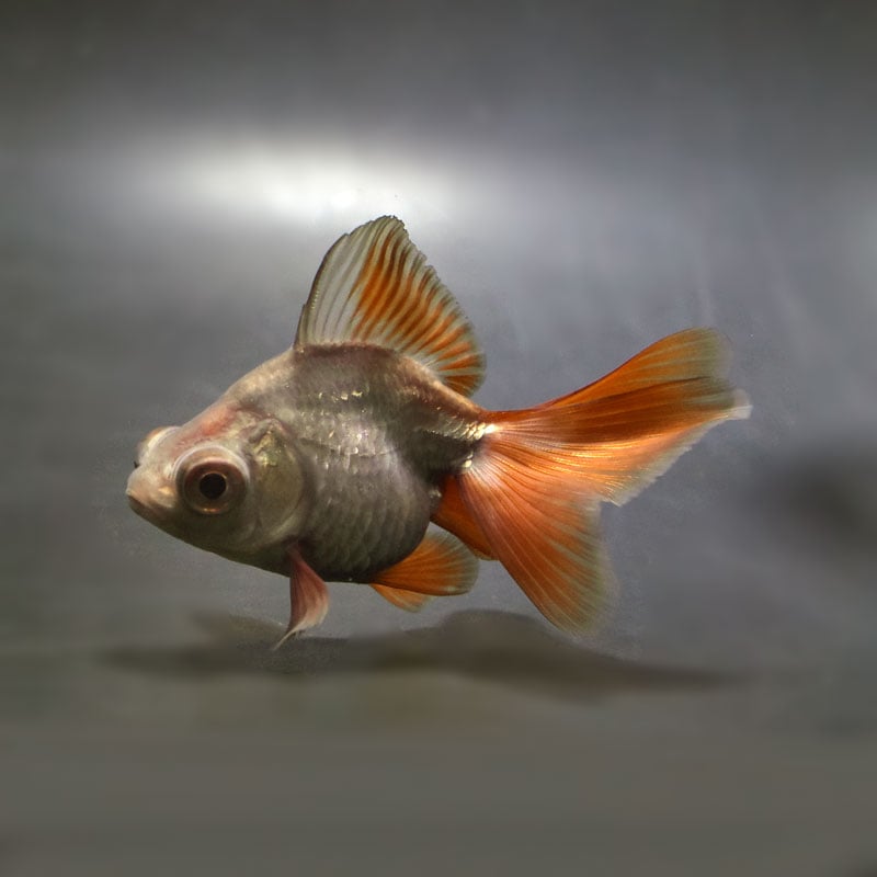 【金魚王子】メノウ蝶尾 9±1cm前後 (個体番号:cde713) 金魚 きんぎょ 生体 蝶尾 厳選個体