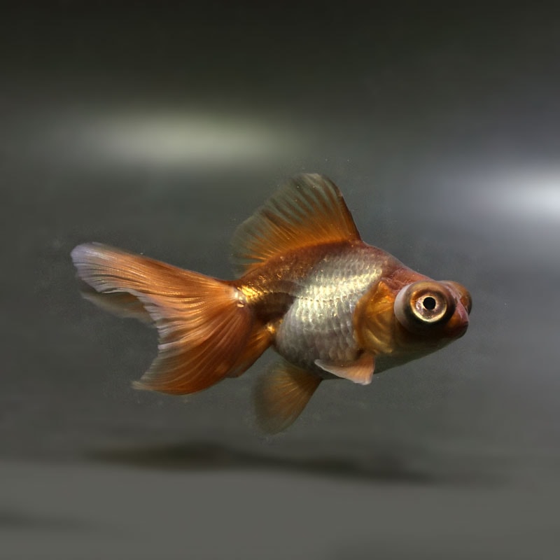 【金魚王子】メノウ蝶尾 9±1cm前後 (個体番号:cde714) 金魚 きんぎょ 生体 蝶尾 厳選個体