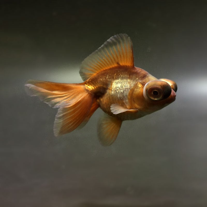 【金魚王子】メノウ蝶尾 9±1cm前後 (個体番号:cde715) 金魚 きんぎょ 生体 蝶尾 厳選個体