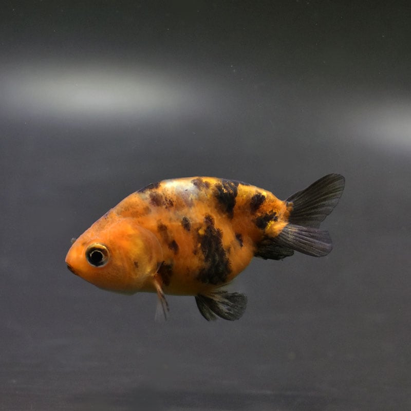 【金魚王子】変わり柄らんちゅう 6±1cm前後 (個体番号:cde724) 金魚 きんぎょ 生体 らんちゅう 厳選個体