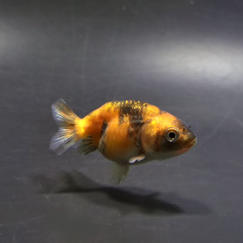 【金魚王子】変わり柄らんちゅう 6±1cm前後 (個体番号:cde725) 金魚 きんぎょ 生体 らんちゅう 厳選個体