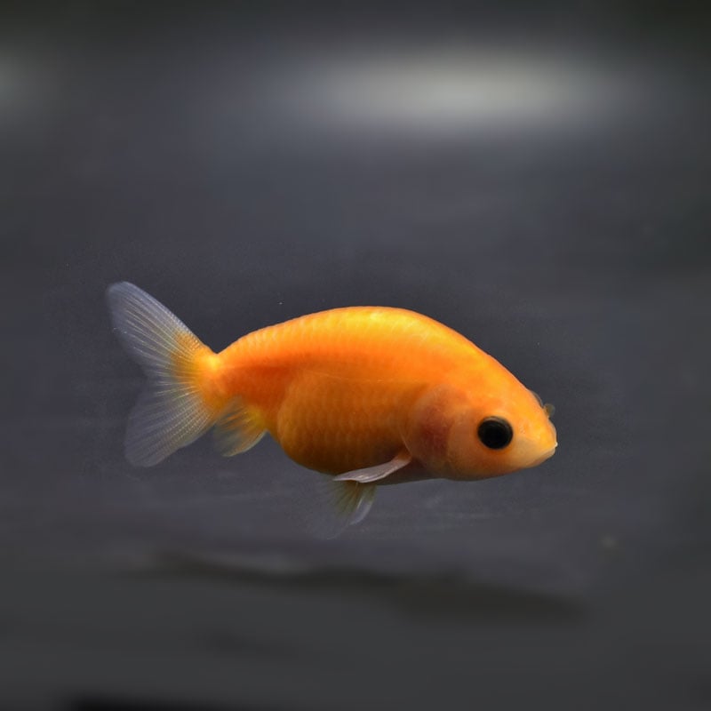 【金魚王子】変わり柄らんちゅう 6±1cm前後 (個体番号:cde726) 金魚 きんぎょ 生体 らんちゅう 厳選個体