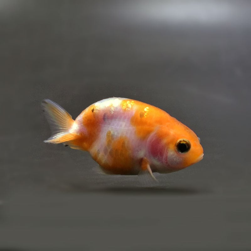 【金魚王子】変わり柄らんちゅう 6±1cm前後 (個体番号:cde727) 金魚 きんぎょ 生体 らんちゅう 厳選個体