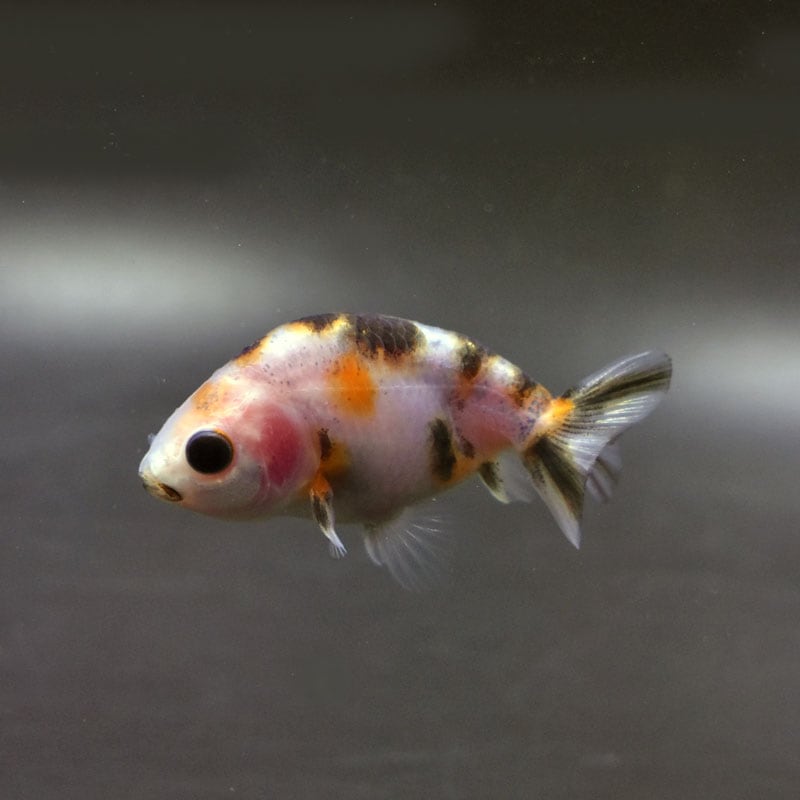 【金魚王子】変わり柄らんちゅう 6±1cm前後 (個体番号:cde728) 金魚 きんぎょ 生体 らんちゅう 厳選個体