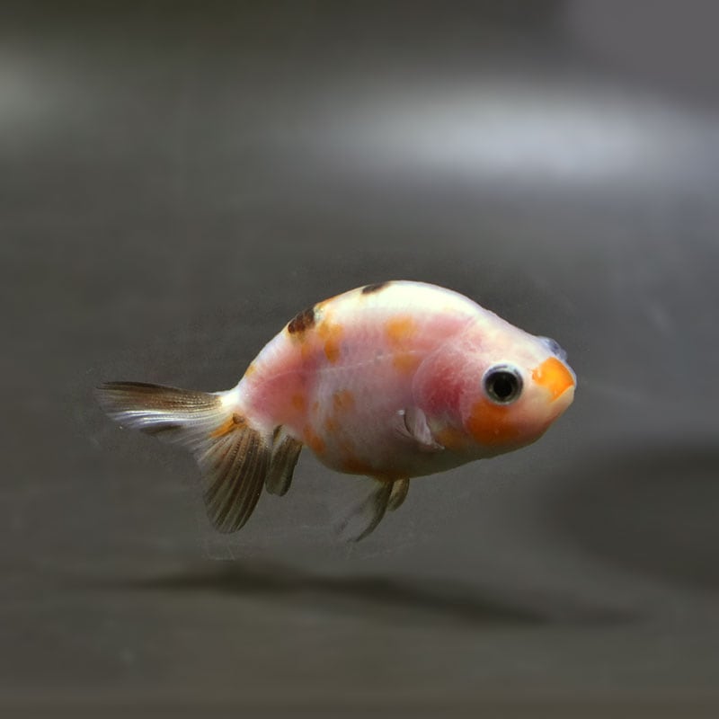 【金魚王子】変わり柄らんちゅう 6±1cm前後 (個体番号:cde729) 金魚 きんぎょ 生体 らんちゅう 厳選個体
