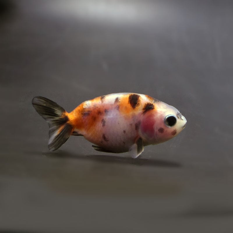 【金魚王子】変わり柄らんちゅう 6±1cm前後 (個体番号:cde730) 金魚 きんぎょ 生体 らんちゅう 厳選個体