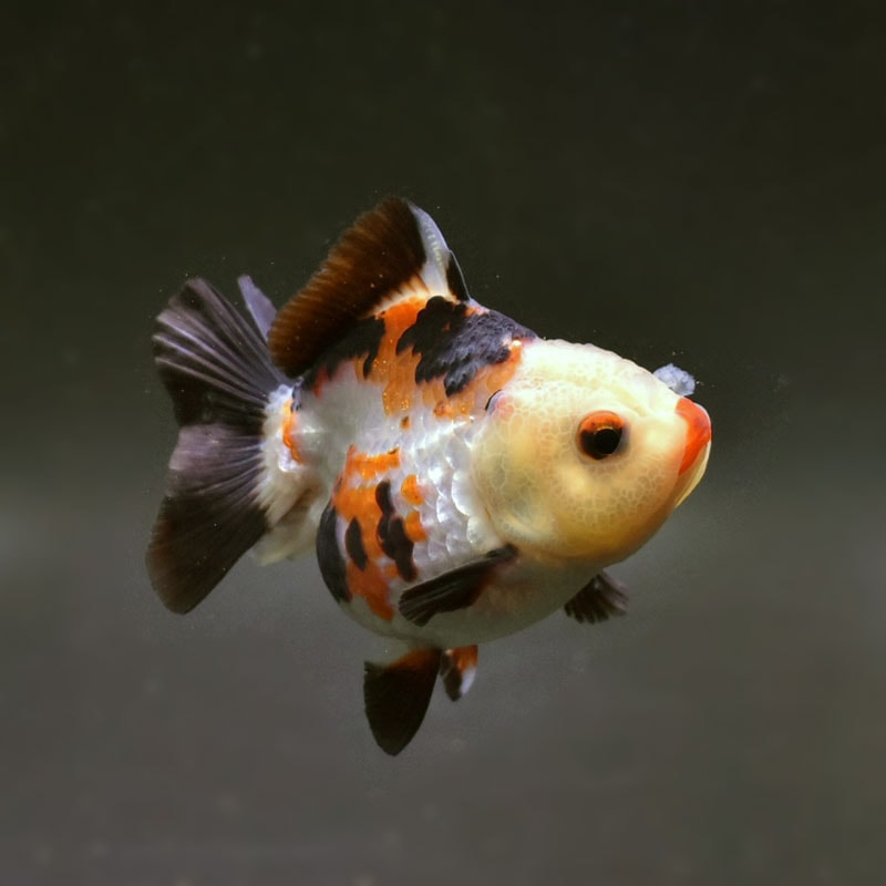 【金魚王子】トリカラーオランダ 8.5cm前後 (個体番号:cde738) 金魚 きんぎょ 生体 オランダ獅子頭 厳選個体