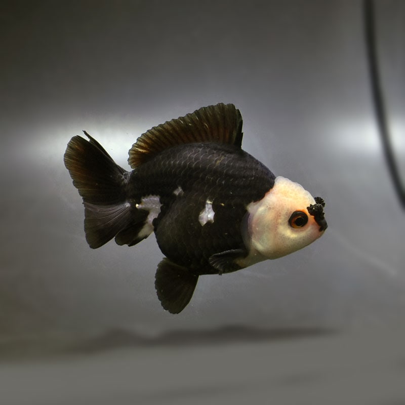 【金魚王子】トリカラーオランダ 9cm前後 (個体番号:cde739) 金魚 きんぎょ 生体 オランダ獅子頭 厳選個体