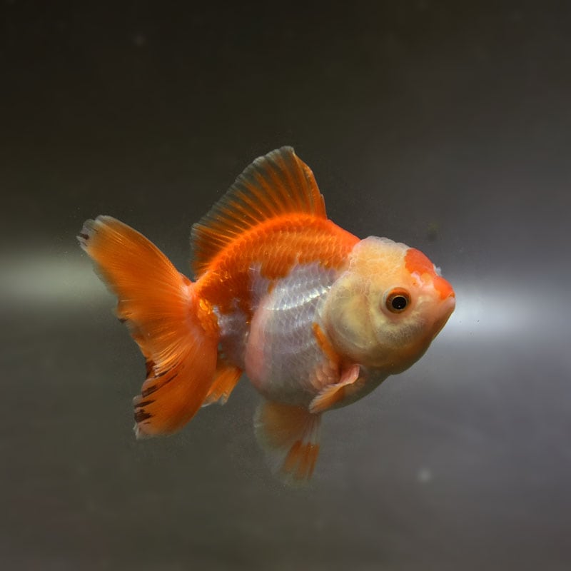 【金魚王子】トリカラーオランダ 10cm前後 (個体番号:cde740) 金魚 きんぎょ 生体 オランダ獅子頭 厳選個体