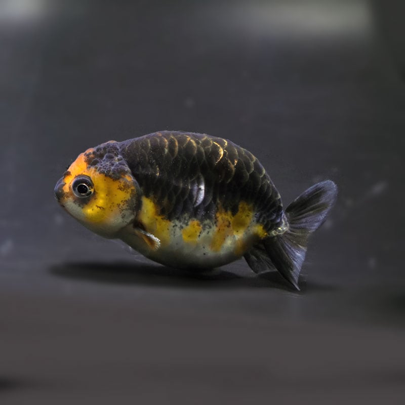 【金魚王子】キリンらんちゅう 7.5±1cm前後 (個体番号:cde741) 金魚 きんぎょ 生体 らんちゅう 厳選個体