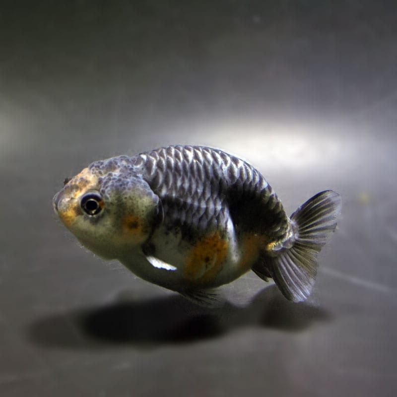 【金魚王子】キリンらんちゅう 7.5±1cm前後 (個体番号:cde742) 金魚 きんぎょ 生体 らんちゅう 厳選個体