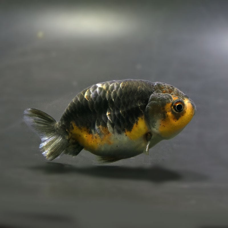 【金魚王子】キリンらんちゅう 7.5±1cm前後 (個体番号:cde743) 金魚 きんぎょ 生体 らんちゅう 厳選個体