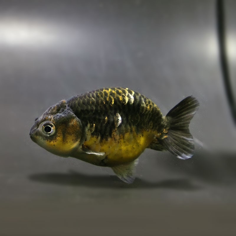 【金魚王子】キリンらんちゅう 7.5±1cm前後 (個体番号:cde744) 金魚 きんぎょ 生体 らんちゅう 厳選個体