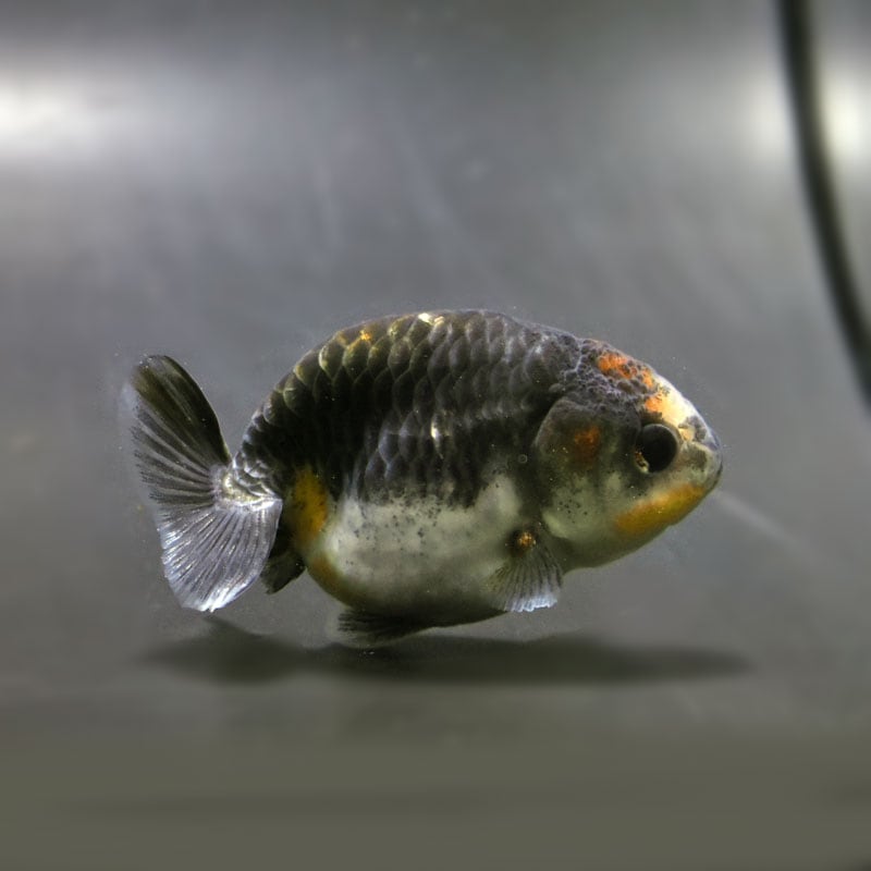 【金魚王子】キリンらんちゅう 7.5±1cm前後 (個体番号:cde745) 金魚 きんぎょ 生体 らんちゅう 厳選個体