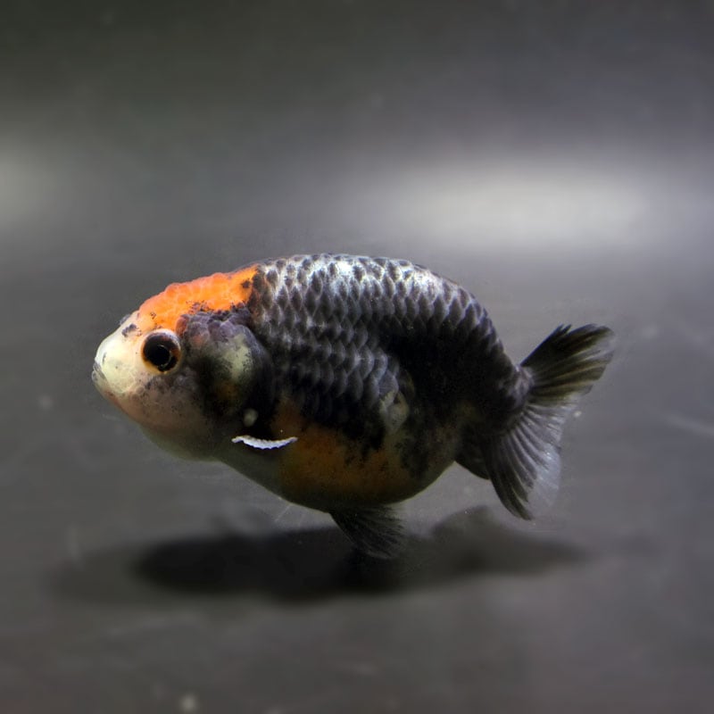 【金魚王子】キリンらんちゅう 7.5±1cm前後 (個体番号：cde746) 金魚 きんぎょ 生体 らんちゅう 厳選個体