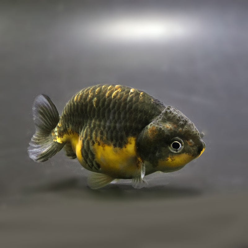 【金魚王子】キリンらんちゅう 7.5±1cm前後 (個体番号:cde747) 金魚 きんぎょ 生体 らんちゅう 厳選個体