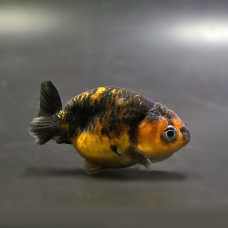 【金魚王子】キリンらんちゅう 7.5±1cm前後 (個体番号：cde748) 金魚 きんぎょ 生体 らんちゅう 厳選個体