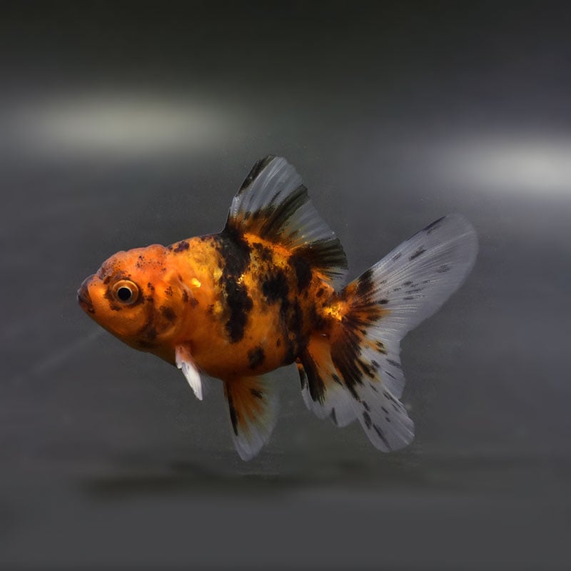 【金魚王子】三色ハーフムーンオランダ 8±1cm前後 (個体番号:cde752) 金魚 きんぎょ 生体 オランダ獅子頭 厳選個体