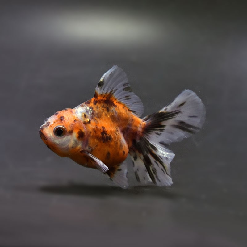 【金魚王子】三色ハーフムーンオランダ 8±1cm前後 (個体番号:cde753) 金魚 きんぎょ 生体 オランダ獅子頭 厳選個体