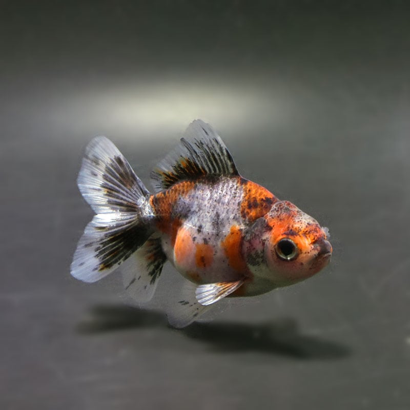 【金魚王子】キャリコハーフムーンオランダ 8±1cm前後 (個体番号:cde754) 金魚 きんぎょ 生体 オランダ獅子頭 厳選個体