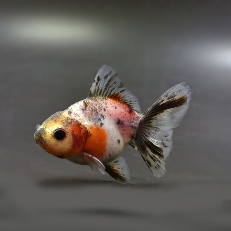 【金魚王子】キャリコハーフムーンオランダ 8±1cm前後 (個体番号:cde756) 金魚 きんぎょ 生体 オランダ獅子頭 厳選個体