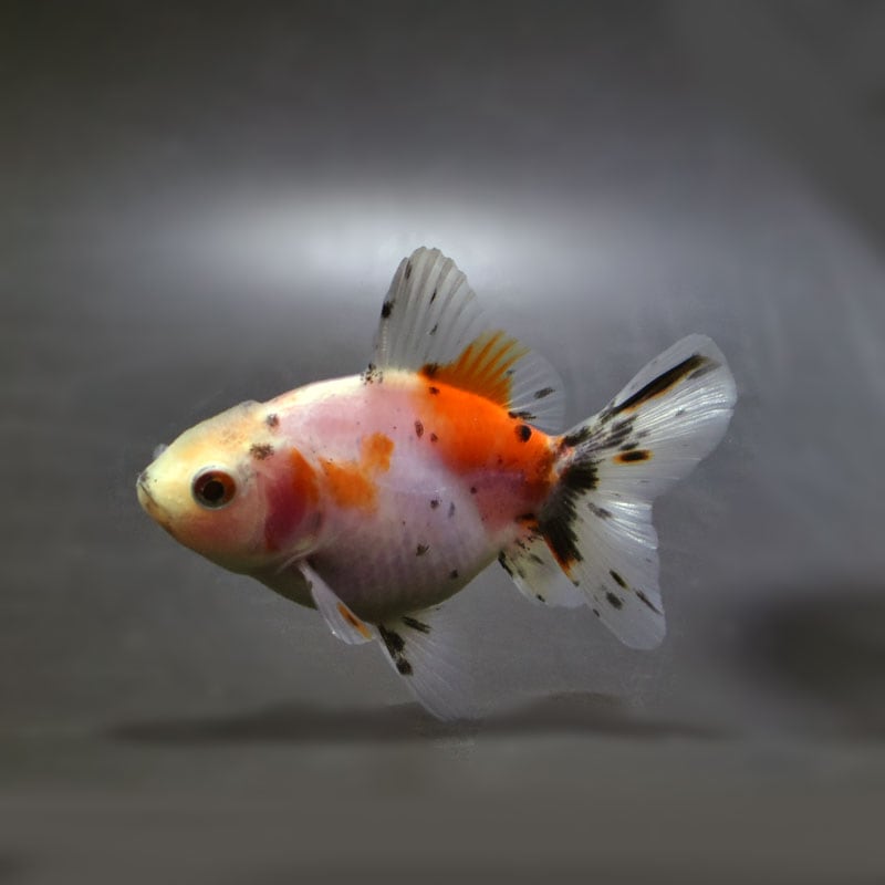 【金魚王子】キャリコハーフムーンオランダ 8±1cm前後 (個体番号:cde757) 金魚 きんぎょ 生体 オランダ獅子頭 厳選個体