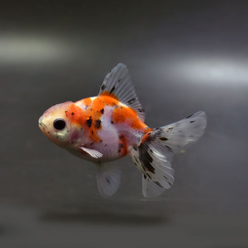 【金魚王子】キャリコハーフムーンオランダ 8±1cm前後 (個体番号:cde758) 金魚 きんぎょ 生体 オランダ獅子頭 厳選個体