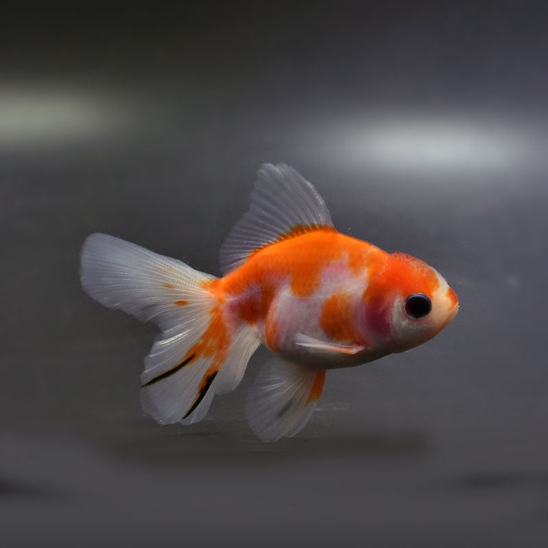 【金魚王子】更紗ハーフムーンオランダ 8±1cm前後 (個体番号:cde759) 金魚 きんぎょ 生体 オランダ獅子頭 厳選個体