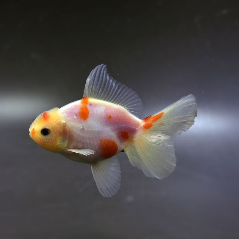 【金魚王子】桜ハーフムーンオランダ 8±1cm前後 (個体番号:cde760) 金魚 きんぎょ 生体 オランダ獅子頭 厳選個体