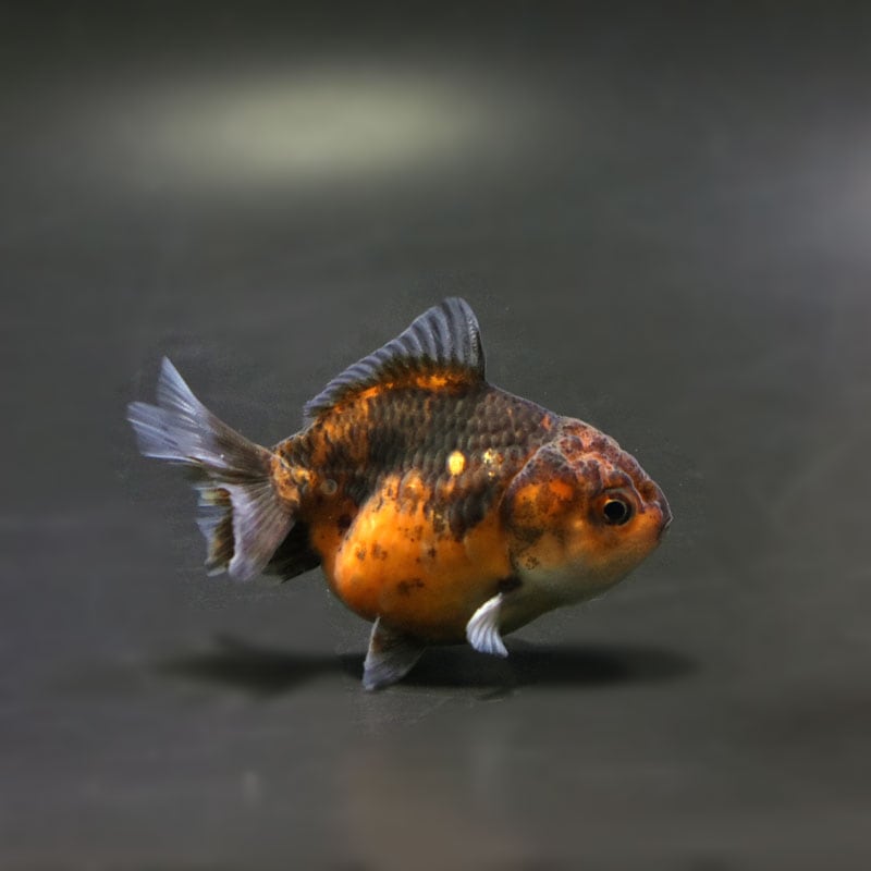 【金魚王子】変わり柄ショートテールオランダ 7±1cm前後 (個体番号:cde761) 金魚 きんぎょ 生体 オランダ獅子頭 厳選個体