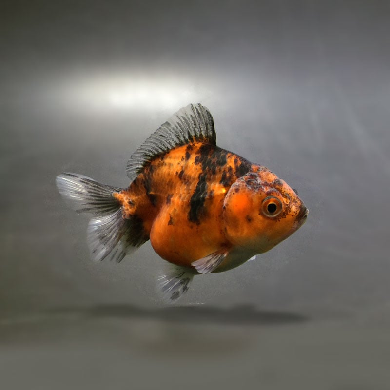 【金魚王子】変わり柄ショートテールオランダ 7±1cm前後 (個体番号:cde762) 金魚 きんぎょ 生体 オランダ獅子頭 厳選個体