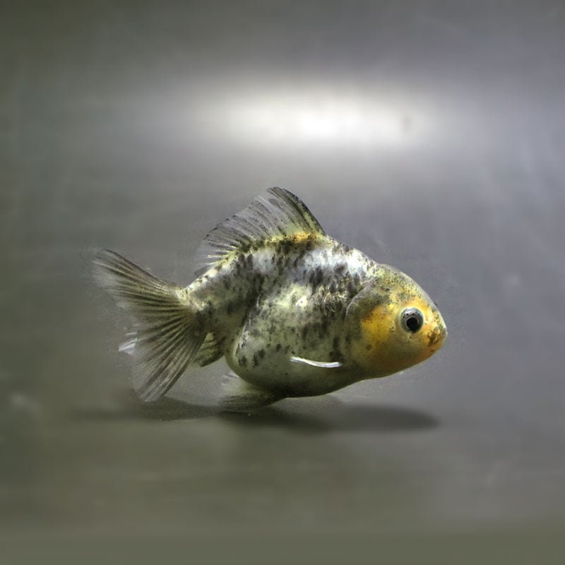 【金魚王子】キャリコショートテールオランダ 7±1cm前後 (個体番号:cde765) 金魚 きんぎょ 生体 オランダ獅子頭 厳選個体