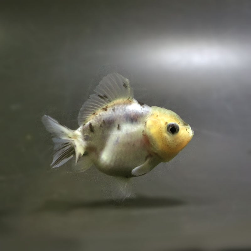 【金魚王子】キャリコショートテールオランダ 7±1cm前後 (個体番号:cde766) 金魚 きんぎょ 生体 オランダ獅子頭 厳選個体