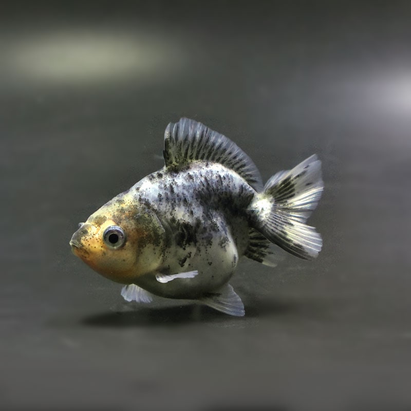 【金魚王子】キャリコショートテールオランダ 7±1cm前後 (個体番号:cde767) 金魚 きんぎょ 生体 オランダ獅子頭 厳選個体