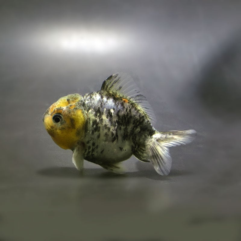 【金魚王子】キャリコショートテールオランダ 7±1cm前後 (個体番号:cde768) 金魚 きんぎょ 生体 オランダ獅子頭 厳選個体