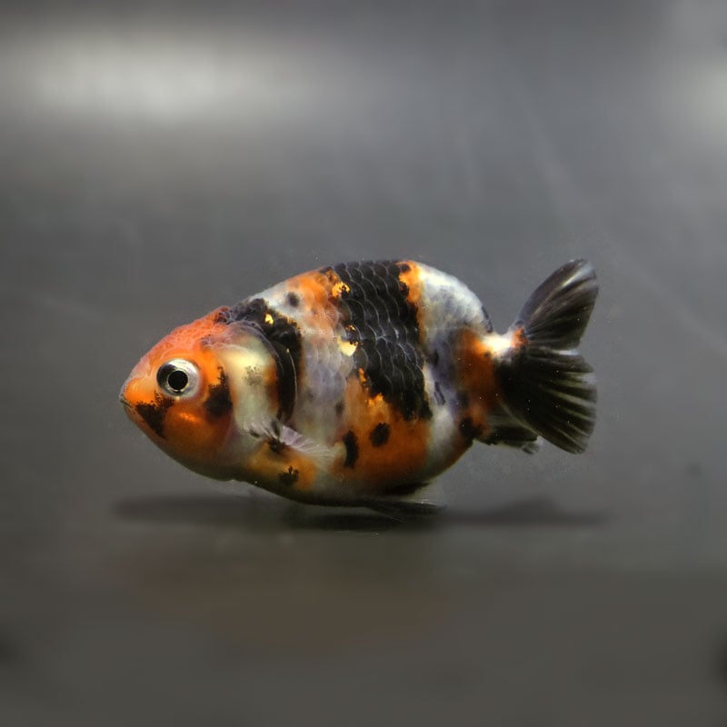 【金魚王子】江戸錦 6.5±1cm前後 (個体番号:cde771) 金魚 きんぎょ 生体 らんちゅう 厳選個体