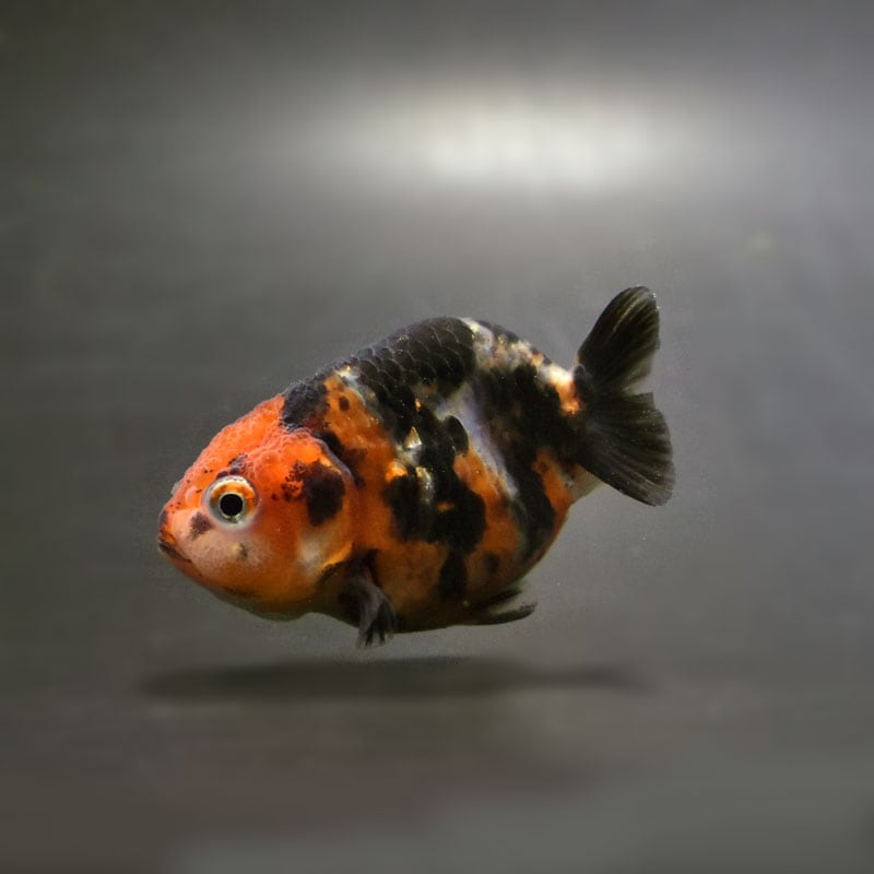 【金魚王子】江戸錦 6.5±1cm前後 (個体番号:cde772) 金魚 きんぎょ 生体 らんちゅう 厳選個体