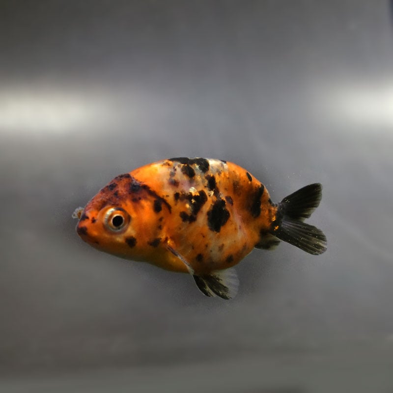 【金魚王子】江戸錦 6.5±1cm前後 (個体番号:cde773) 金魚 きんぎょ 生体 らんちゅう 厳選個体