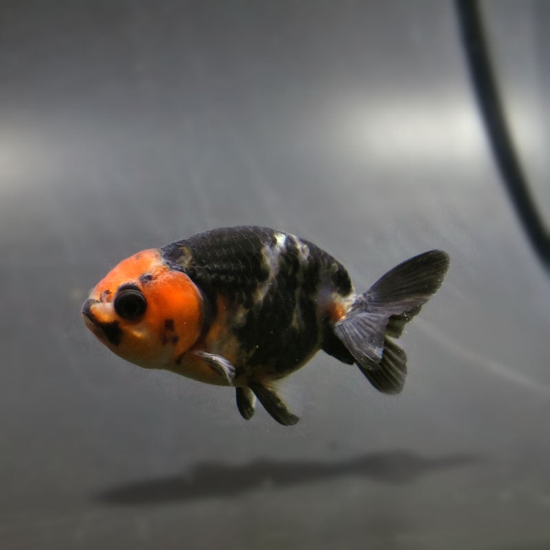 【金魚王子】江戸錦 6.5±1cm前後 (個体番号:cde774) 金魚 きんぎょ 生体 らんちゅう 厳選個体