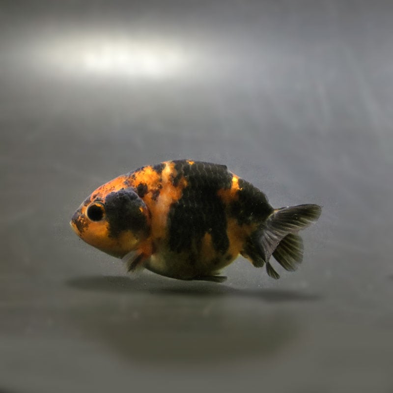 【金魚王子】江戸錦 6.5±1cm前後 (個体番号:cde775) 金魚 きんぎょ 生体 らんちゅう 厳選個体