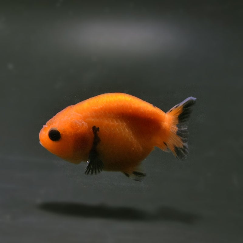 【金魚王子】変わり柄らんちゅう 6.5±1cm前後 (個体番号:cde777) 金魚 きんぎょ 生体 らんちゅう 厳選個体