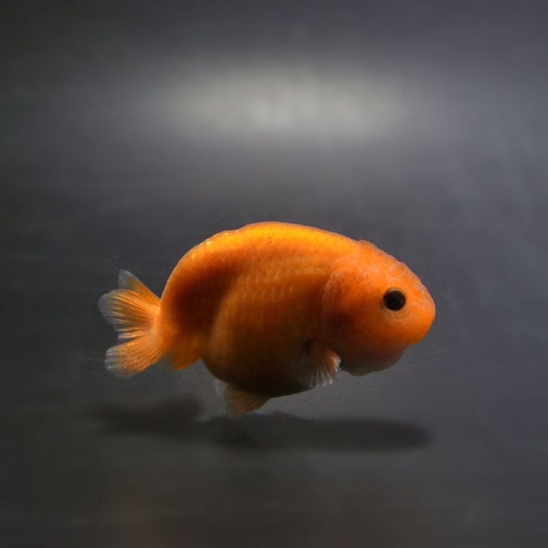 【金魚王子】レッドらんちゅう 6.5±1cm前後 (個体番号:cde778) 金魚 きんぎょ 生体 らんちゅう 厳選個体