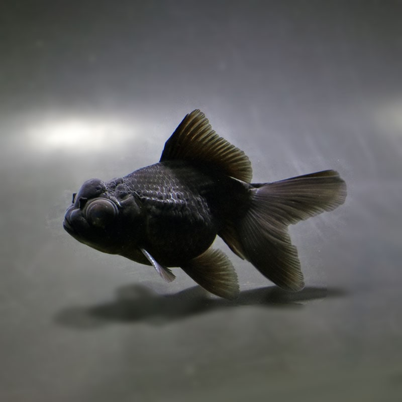 【金魚王子】黒出目パール(黒竜) 9~9.5cm前後 (個体番号:cde782) 金魚 きんぎょ 生体 パールスケール 厳選個体