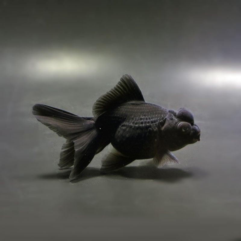 【金魚王子】黒出目パール(黒竜) 9~9.5cm前後 (個体番号:cde783) 金魚 きんぎょ 生体 パールスケール 厳選個体