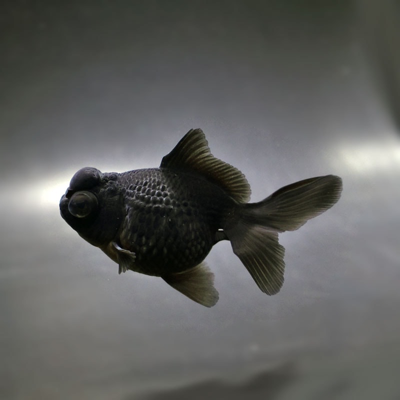 【金魚王子】黒出目パール(黒竜) 9~9.5cm前後 (個体番号:cde784) 金魚 きんぎょ 生体 パールスケール 厳選個体