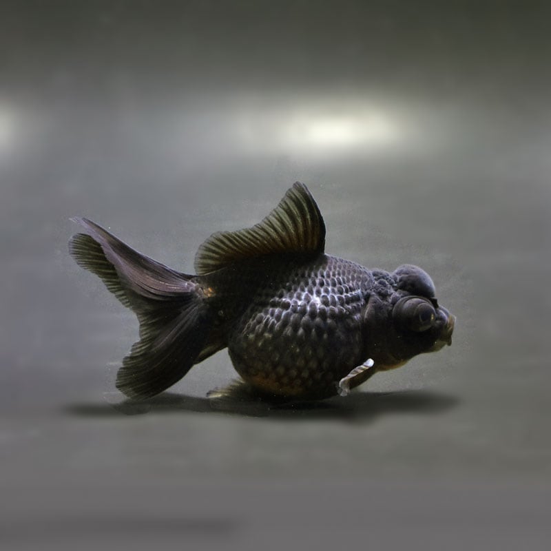 【金魚王子】黒出目パール(黒竜) 9~9.5cm前後 (個体番号:cde785) 金魚 きんぎょ 生体 パールスケール 厳選個体
