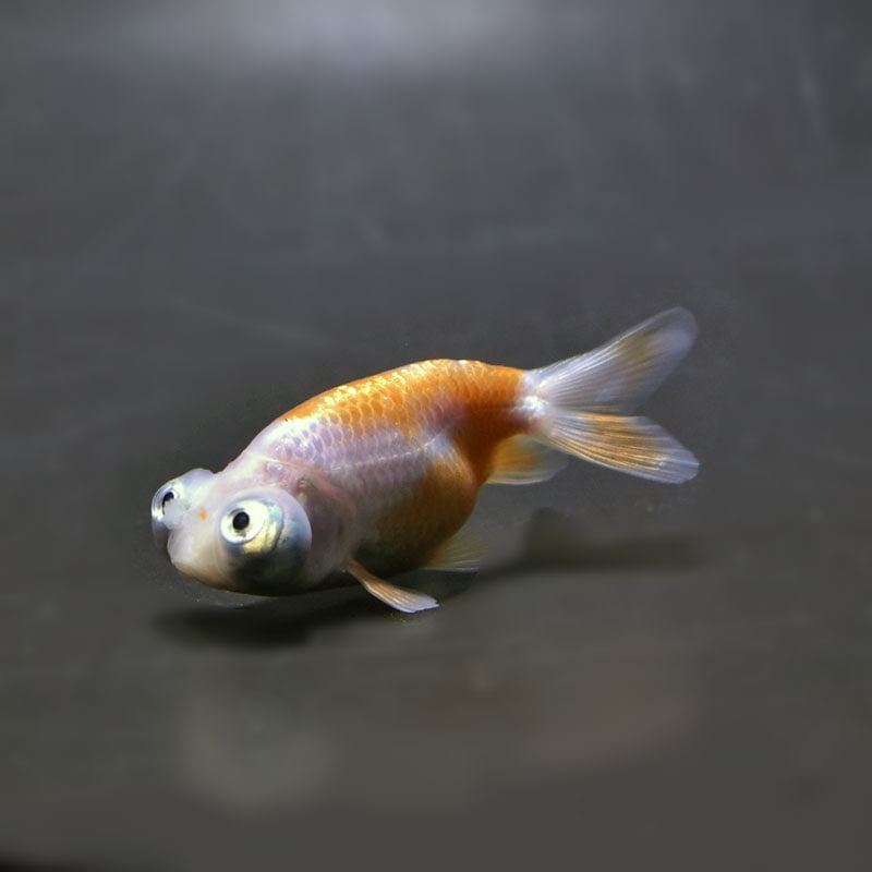 【金魚王子】花房頂天眼  7±1cm前後 (個体番号：cde791) 金魚 きんぎょ 生体 頂天眼 厳選個体